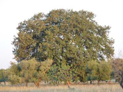 Ma la terza virgiliana � la pi� imponente di tutte: si staglia in un campo del territorio di Binetto...